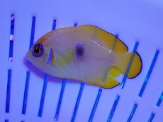 画像1: No.1 クリスマス産 レモンピールエンゼル ブルードット 幼魚斑 (1)
