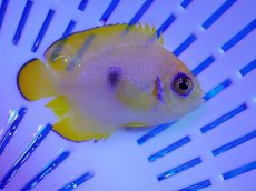 画像2: No.1 クリスマス産 レモンピールエンゼル ブルードット 幼魚斑 (2)