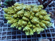 画像1: No.34 オーストラリア産 エルクホーン Elkhorn　　【珍しい、レアな個体♪】 (1)