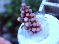 画像1: No.54 オーストラリア産 ファイヤーワークス Fireworks (1)