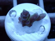 画像1: No.56 オーストラリア産 チェリーブロッサム (1)