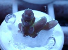 画像2: No.56 オーストラリア産 チェリーブロッサム (2)