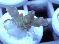 画像1: No.57 オーストラリア産 チェリーブロッサム (1)
