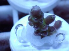 画像1: No.60 オーストラリア産 チェリーブロッサム (1)