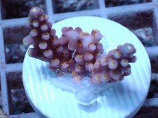画像1: No.65 オーストラリア産 ファイヤーワークス Fireworks (1)
