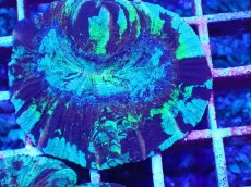 画像2: No.02 オオバナサンゴ　マルチカラー　特価 (2)