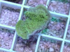 画像1: No.1 オーストラリア産 ウスコモンサンゴ (1)