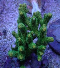 画像1: No.12 浅場ミドリイシ (1)