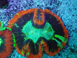 オオバナサンゴを買うならアクアスタイルユー｜大阪からサンゴを
