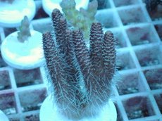 画像1: No.74 ハイマツミドリイシ (1)