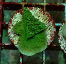 画像1: No.11 ウスコモンサンゴ　グリーン (1)