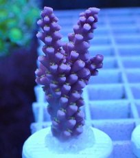 画像1: No.94 オーストラリア産 オーストラリア産 ファイヤーワークス Fireworks　　【人気No.1】 (1)