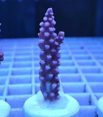画像1: No.95 オーストラリア産 オーストラリア産 ファイヤーワークス Fireworks (1)