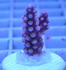 画像1: No.96 オーストラリア産 オーストラリア産 ファイヤーワークス Fireworks (1)