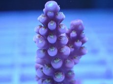 画像2: No.96 オーストラリア産 オーストラリア産 ファイヤーワークス Fireworks (2)