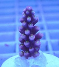 画像1: No.97 オーストラリア産 オーストラリア産 ファイヤーワークス Fireworks (1)