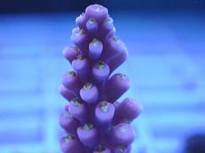 画像2: No.97 オーストラリア産 オーストラリア産 ファイヤーワークス Fireworks (2)