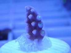 画像1: No.98 オーストラリア産 オーストラリア産 ファイヤーワークス Fireworks (1)