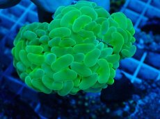 画像1: No.2 オーストラリア産 ナガレハナサンゴ スーパーグリーン　　【入荷個数が少ないです！】 (1)
