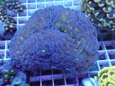 画像1: No.5 オーストラリア産 ナガレハナサンゴ マルチカラー (1)