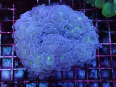 画像1: No.11 オーストラリア産 ナガレハナサンゴ マーブルカラー (1)