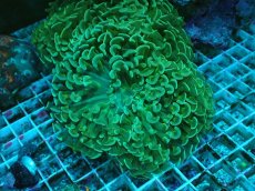 画像1: No.13 ナガレハナサンゴ イエローグリーンカラー (1)