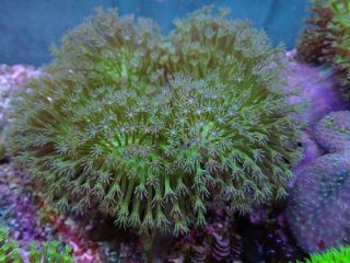 No.8 ウミキノコ グリーンカラーを買うならアクアスタイルユー 大阪の
