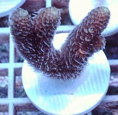 画像1: No.116 オーストラリア産 スパマツミドリイシ (1)