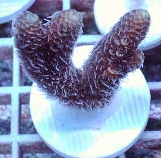 SPSフラグをかうならアクアスタイルユー（AQUASTYLEYOU）｜海水魚
