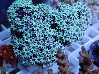 マメスナ付きのオオタバサンゴ No.19 オオタバサンゴを買うならアクアスタイルユー 大阪の
