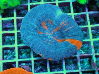ハナガタサンゴ 黄色×蛍光グリーン No.5 タコアシサンゴ 蛍光グリーンを買うならアクアスタイルユー