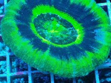 画像2: No.10　スコリミア　スーパーマン UFO (2)