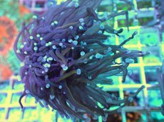 画像1: No.8 ゴールドトーチ (1)