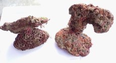 画像1: No.1 ライブロック　二個セット　海藻など付き　約2.4ｋｇ　　【人気No.1】 (1)