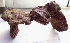 画像2: No.1 ライブロック　二個セット　海藻など付き　約2.4ｋｇ　　【人気No.1】 (2)
