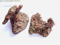 画像1: No.2 ライブロック　二個セット　海藻など付き　約2.6ｋｇ　　【人気No.1】 (1)