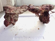 画像2: No.2 ライブロック　二個セット　海藻など付き　約2.6ｋｇ　　【人気No.1】 (2)