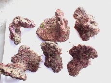 画像1: No.3 ライブロック　六個セット　海藻など付き　約6.2ｋｇ　　【入荷個数が少ないです！】 (1)