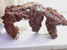 画像2: No.3 ライブロック　六個セット　海藻など付き　約6.2ｋｇ　　【入荷個数が少ないです！】 (2)