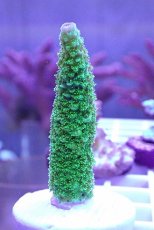 画像1: No.1 CE　Acro Aspera Green (1)