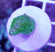 画像2: No.1 CE　Acro Aspera Green (2)