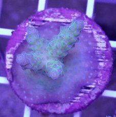 画像2: No.2 CE　Acro Aurora (2)