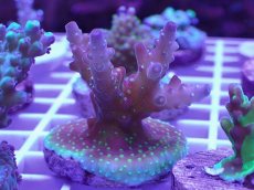 画像1: No.4 CE　Acro Cherry Blossom　　【珍しい、レアな個体♪】 (1)