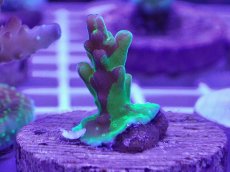 画像1: No.5 CE　Acro Grafted Cherry Blossom　　【珍しい、レアな個体♪】 (1)