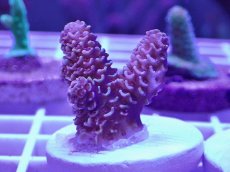 画像1: No.7 CE　Acro Prostrata Orange (1)