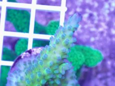画像2: No.9 CE　Acro Tortuosa Grape Vine (2)