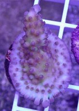 画像1: No.10 CE　Acro Ice Tortuosa (1)
