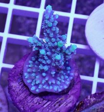 画像1: No.11 CE　Acro Horrida Purple Lightning (1)