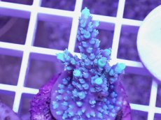 画像2: No.11 CE　Acro Horrida Purple Lightning (2)