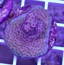 画像1: No.12 CE　Acro Hyacinth Pink Tip (1)